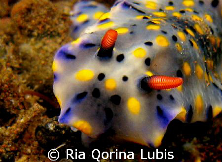 Hypselodoris infucata. Taken @ Tai Sapi, Bali with Canon G9 by Ria Qorina Lubis 