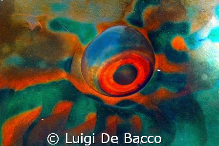 Left eye of parrotfish sleeping
Nikon D100 and 105 macro... by Luigi De Bacco 