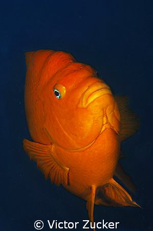 garibadi  a 10 to 14 inch damselfish by Victor Zucker 