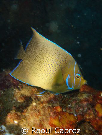 Pomacanthus semicirculatus by Raoul Caprez 