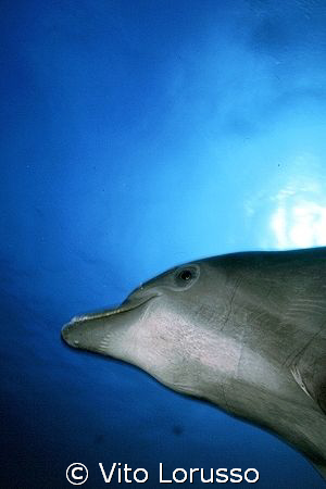 Dolphin by Vito Lorusso 