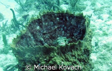 Puffer fish hiding in a sponge on the first reef line off... by Michael Kovach 