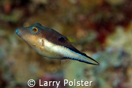 Roatan, D300, 105VR by Larry Polster 