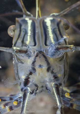 Common prawn. North Wales. D200, 60mm. by Derek Haslam 