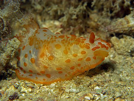 See Thru Nudi. by Paul Ng 