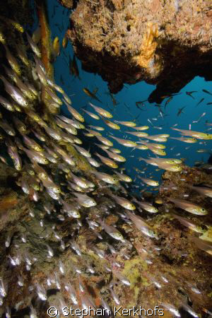 golden sweepers (parapriacanthus ransonneti) taken in Na'... by Stephan Kerkhofs 