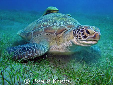 Huge Turtle at Abu Dabab taken with Canon S70 by Beate Krebs 