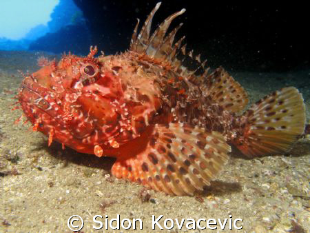 scorpio fish 
island bisevo 
blue cave by Sidon Kovacevic 