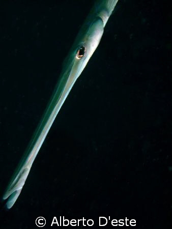 No fet fish!! by Alberto D'este 
