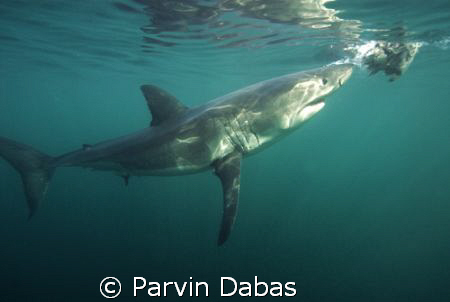 great white...they kept pulling the tuna head away as the... by Parvin Dabas 