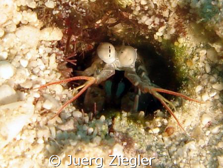 Hi - what can I do for you ?

(office is open during da... by Juerg Ziegler 