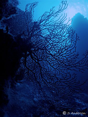 This photo was taken at Columbia Pinnacles while diving o... by Steven Anderson 