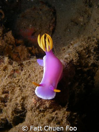 chromomodorididae giant hypelodoris....or whatever...Anil... by Fatt Chuen Foo 