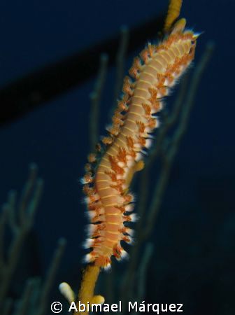 Bearded Fireworm, Saba Island by Abimael Márquez 