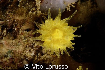 Corals - Astroides calycularis by Vito Lorusso 