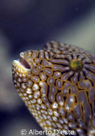 Map Puffer in Palau by Alberto D'este 