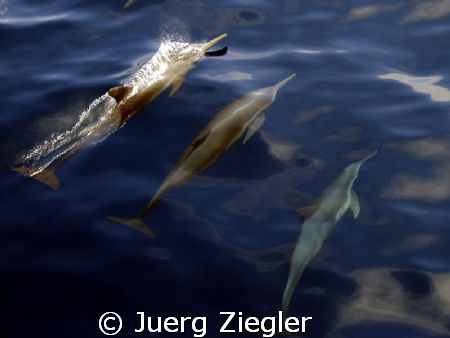 3 delphines escorting our dive boat from similans - it's ... by Juerg Ziegler 