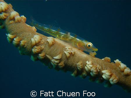 Triplefin on Whip Coral, Anilao, Philipines taken with Ol... by Fatt Chuen Foo 