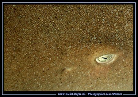 A Macro Shot of an eye of a nurse Shark...:O) .... by Michel Lonfat 
