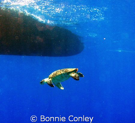 Turtle seen in Grand Cayman August 2008.  Photo taken wit... by Bonnie Conley 