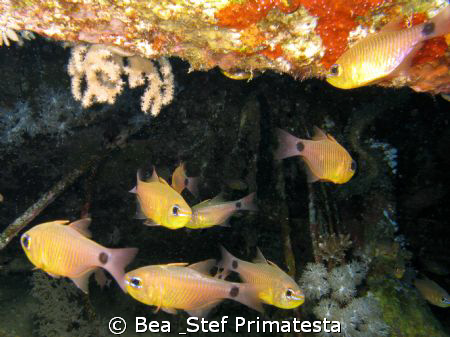 Fish in a wreck. Canon G9 with Inon D-2000 strobe. by Bea & Stef Primatesta 