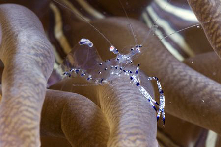 Shrimp in a banded mushroom coral. by Erika Antoniazzo 