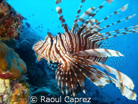 Lion Fish, Pterois volitans by Raoul Caprez 