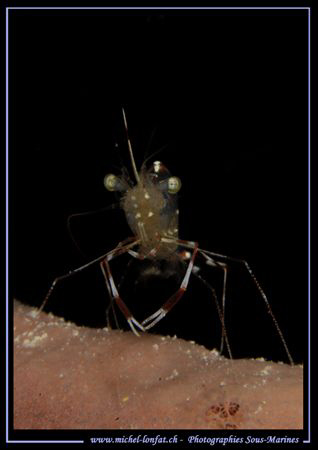 A little cleaning schrimp... :O) ..... by Michel Lonfat 