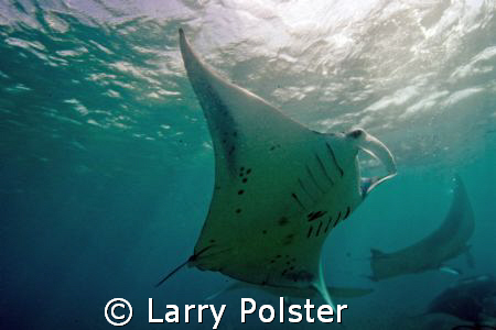Shallow water, strobes turned off, D70, Sigma 14mm by Larry Polster 