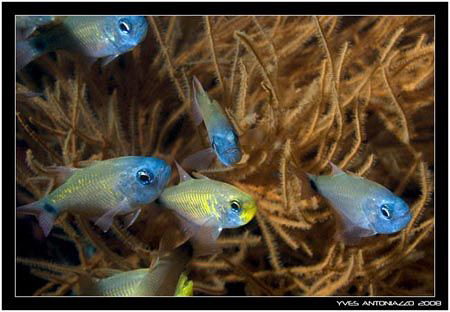 First enconter with these blue faced cardinals   D200/60mm by Yves Antoniazzo 