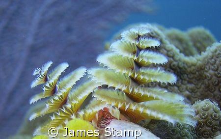 Christmas tree worms. Sea & Sea dx300, ys25 auto by James Stamp 