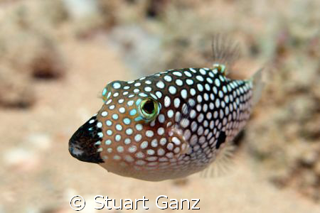 Hawaiian white spotted toby. Endemic to Hawaii. This one ... by Stuart Ganz 