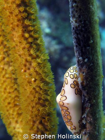 Flamingo Tongue.  Canon G7, Inon UCL165 Lens, Sea and Sea... by Stephen Holinski 