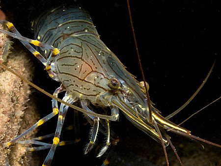 Common Shrimp, Trefor Pier, N. Wales, UK. by Jim Garland 