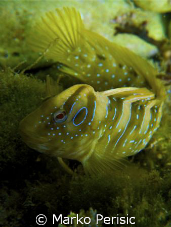 Rock Goby (gobius geniporus) by Marko Perisic 