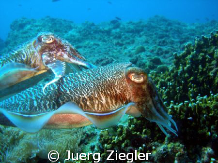 Sepias having fun together ! by Juerg Ziegler 