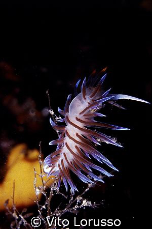 Nudibranchs - Cratena peregrina by Vito Lorusso 