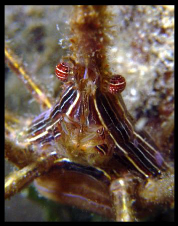 Yesterday I went diving in 5 foot viz.  Still managed to ... by Juan Torres 