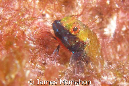 Blennie? Taken on the bow of the Conference wreck just of... by James Mcmahon 