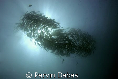 school of snappers by Parvin Dabas 