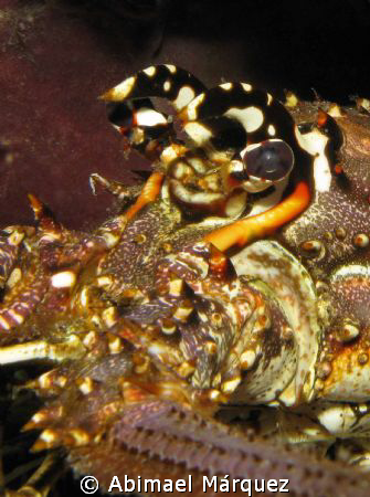 I see you, Lobster, Saba Island. by Abimael Márquez 