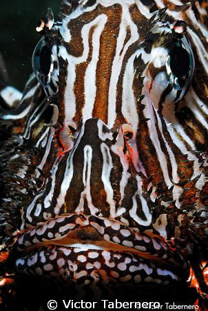 Lion fish portait by Victor Tabernero 