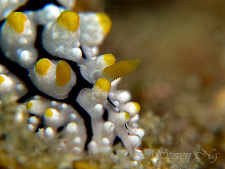 Single horn nudi bulldozing away.....canon G9, Inon twin ... by Ng Steven 
