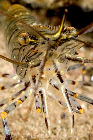 Common Shrimp Face, Trefor Pier, N. Wales, UK. by Jim Garland 