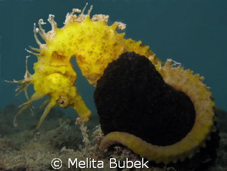 From Sistiana with Love...:-) by Melita Bubek 