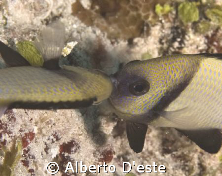 Small fish.... big Kisss!! by Alberto D'este 