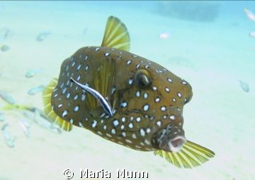 Gorgeous little boxfish being cleaned by a wrasse in Nuwe... by Maria Munn 