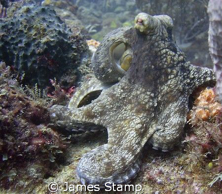 octopus.  Sea & sea dx300, YS25 Auto strobe by James Stamp 