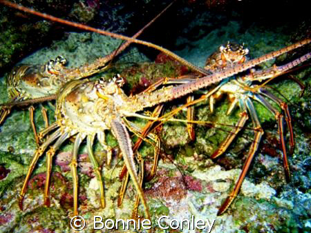Lobster trio seen August 2008 in Grand Cayman.  Photo tak... by Bonnie Conley 