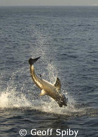 nosediving great white shark by Geoff Spiby 
